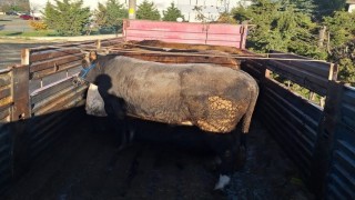 Tekirdağda kaçak hayvan sevkiyatına 102 bin lira ceza