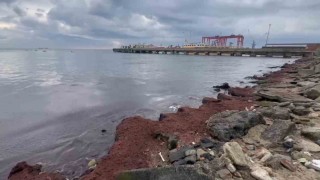 Tekirdağda kuvvetli rüzgar sahili kırmızı yosunla kapladı