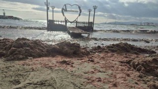 Tekirdağda lodos kıyıyı vurdu, kızıl yosunlar sahili kapladı