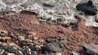 Tekirdağda poyraz kızıl yosun sürükledi