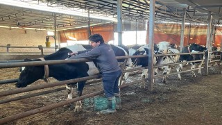Tekirdağda şap aşısı çalışmaları aralıksız sürüyor
