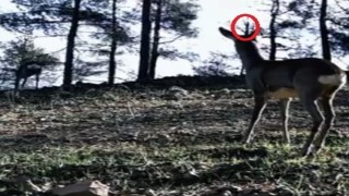 Tekirdağda tek boynuzlu karaca görüldü