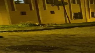 Tilkinin panik anları kameraya takıldı