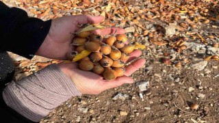 Toros Dağlarında  gizemli hayırseverin 30 yıl önce aşıladığı meyveler bölge halkına gelir oldu