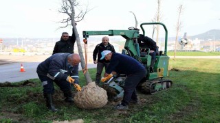 Tramvay çalışmasında sökülen ağaçlar yeni yerlerinde hayat bulacak