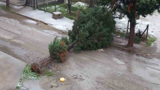 Türkelide fırtına ağaç devirdi, yol trafiğe kapandı