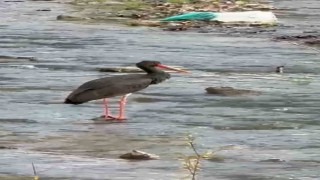 Türkiyede nadir görülen kara leylek Karabükte görüldü