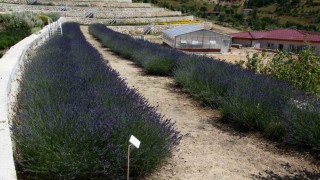 Türkiyenin en zengin tıbbi aromatik merkezi Eskişehirde