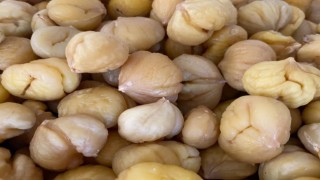 Türkiyenin yüzde 33ünü karşılayan Aydın Kestanesi, ihracata hazırlanıyor