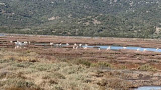 Tuzla Sulak Alanı flamingolarla renkleniyor