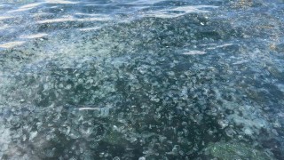 Üsküdarda hayrete düşüren görüntü: Binlercesi kıyıya vurdu