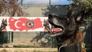 Uyuşturucu tacirlerinin ‘Bulamazlar dedikleri zulaları burunları ile patlatıyorlar