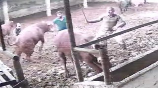 Üzerine zıplayan boğanın darbesiyle yere serildi: O anlar kamerada