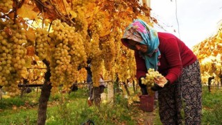 Üzüm hasadında sona yaklaşıldı