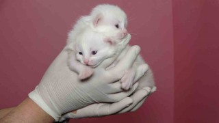 Van Kedi Villasında bu yıl 120 yavru dünyaya geldi