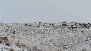 Vanda kış yüzünü gösterdi: Erek Dağı ve çevresi beyaza büründü