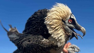 Vanda tedavi edilen yırtıcı kuşlar doğal yaşam alanına salınıyor