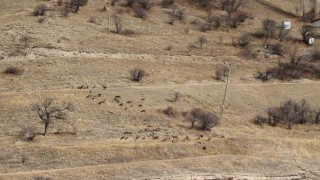 Yaban keçileri tek tek sayılıyor