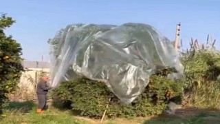 Yağmurda mandalinaya naylonlu koruma