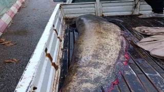 Yakalanan 65 kiloluk dev balık, görenleri şaşkına çevirdi