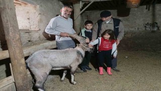 Yaralı halde buldukları dağ keçisine ‘Garip adını verdiler