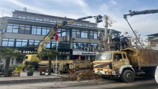 Yaşı 200e yaklaşan çınar ağacı budandı