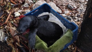 Yavru foka balıkçı şefkati: Seni iyileştireceğiz evlat