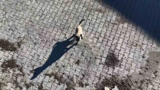 Yavru kangalın dronla imtihanı