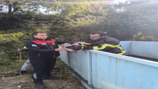 Yayladağında baykuş kurtarma operasyonu