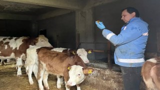 Yığılcada hayvan sağlığı çalışmaları sürüyor