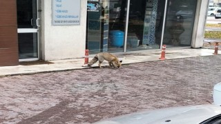 Yiyecek arayan tilki sokağa indi