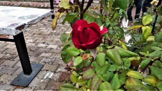 Yozgatta yalancı bahar: Aralık ayında güller ve diğer çiçekler açtı