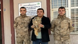 Yüksekovada boynuzlu baykuş tedavi altına alındı