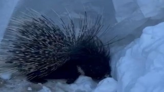 Yüksekovada Hint oklu kirpi görüntülendi