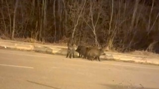 Yüksekovanın farklı noktalarında domuz sürüleri görüntülendi