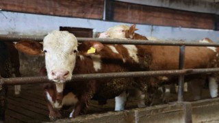 Yüzde 60 hibe aldığı destekle 300 hayvanlık çiftlik kurdu