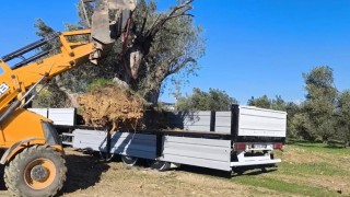Zeytin ağacı taşıyacaklara önemli uyarı: İzinsiz işleme ceza var