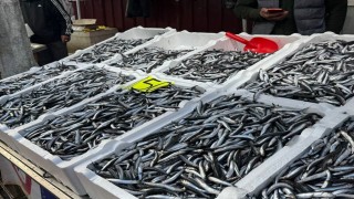 Zonguldakta hamsi 150 liradan alıcı buldu