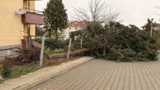 75. Yıl Mahallesi fırtınadan olumsuz etkilendi