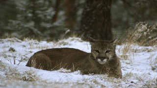 ABDde Rocky Dağlarında yürüyüş yapan kadın puma saldırısında öldü