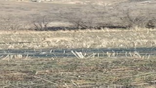 Aç kalan kurtlar yerleşim merkezine indi