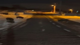Aç kalan yaban domuzları yerleşim yerine indi