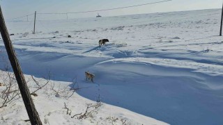 Adilcevazda başıboş sokak köpekleri korku saçıyor