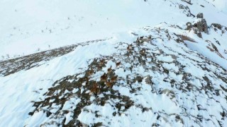 Adıyamanda yaban keçileri havadan görüntülendi