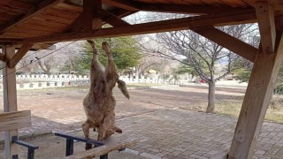 Afyonkarahisarda öldürülen köpekle ilgili çok yönlü soruşturma