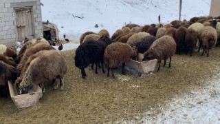 Ağrıda besicilerin zorlu kış mesaisi