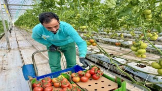 Ağrıda, jeotermal serada üretilen ürünler Avrupa pazarına açılıyor