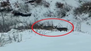 Akdağda karacalar görüntülendi