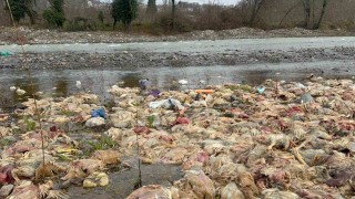 Alaplıda çay yatağında onlarca tavuk ölüsü bulundu