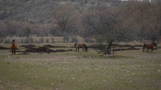 Ankarada yılkı atları havadan görüntülendi